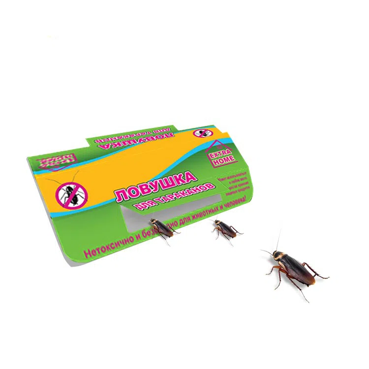 Cockroach Adhesive Paper